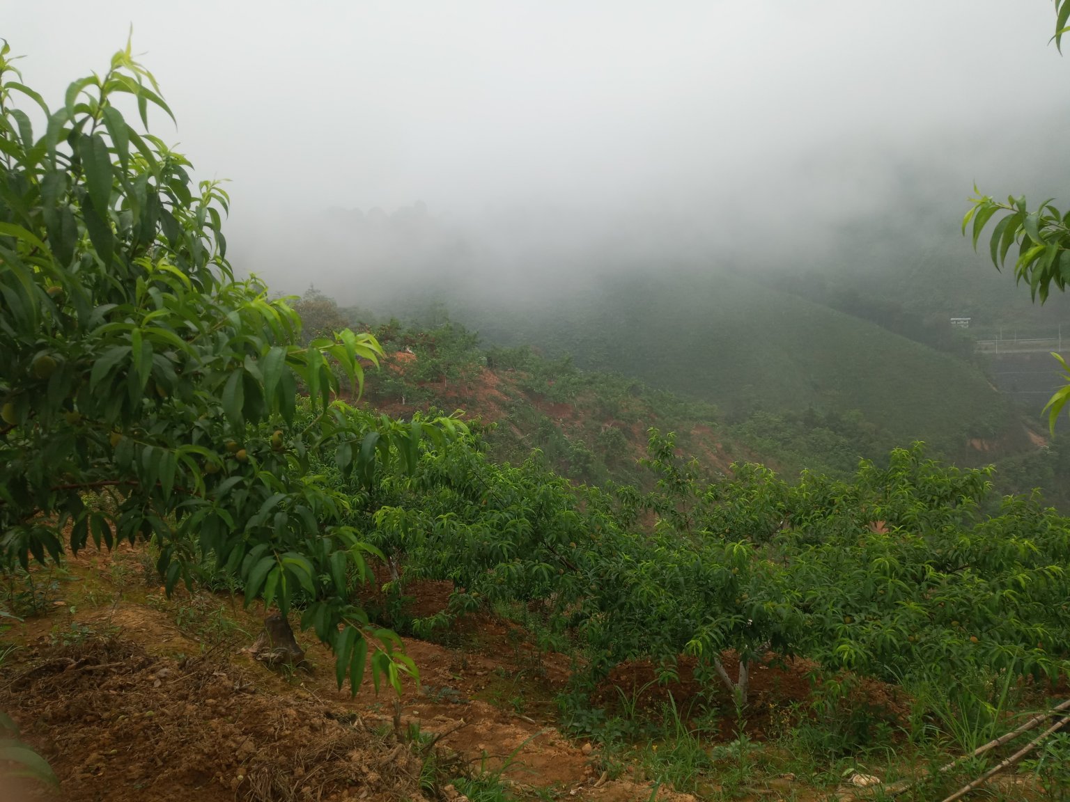 炎陵高山黄桃果园全景