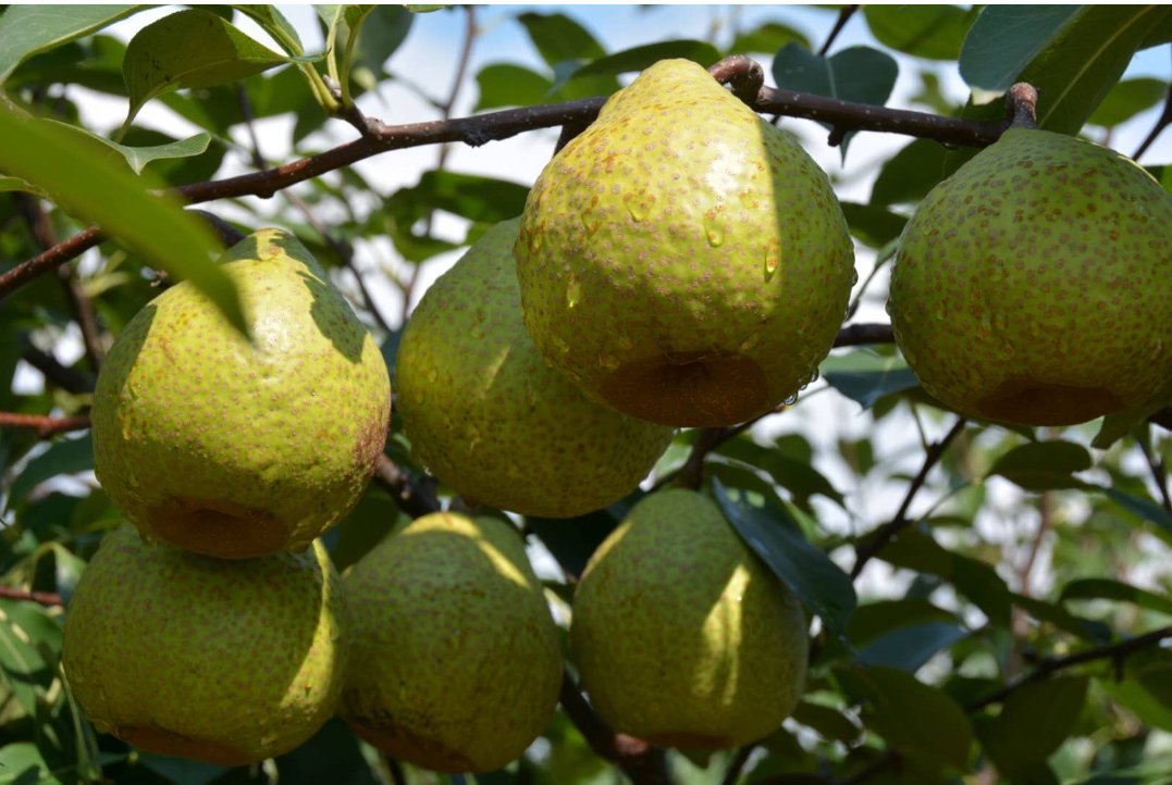 酸枝梨果实特写图