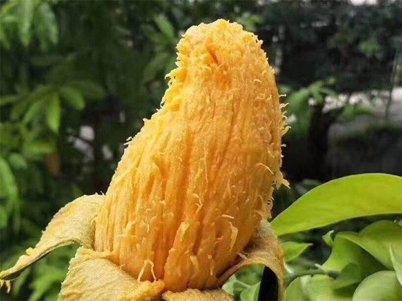 桂七芒果实特写
