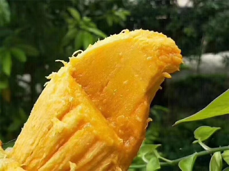 一个被横向切开的桂七芒果,露出金黄色细腻果肉,几乎无纤维,果核薄而扁平,旁边放置一把尺子标注果肉厚度达2.8厘米,背景为木质砧板和绿叶衬托,突出果实品质 切开的桂七芒果展示果肉与果核结构