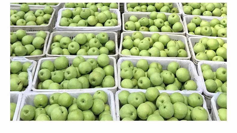 果园中工人采摘绿宝石梨并分类处理