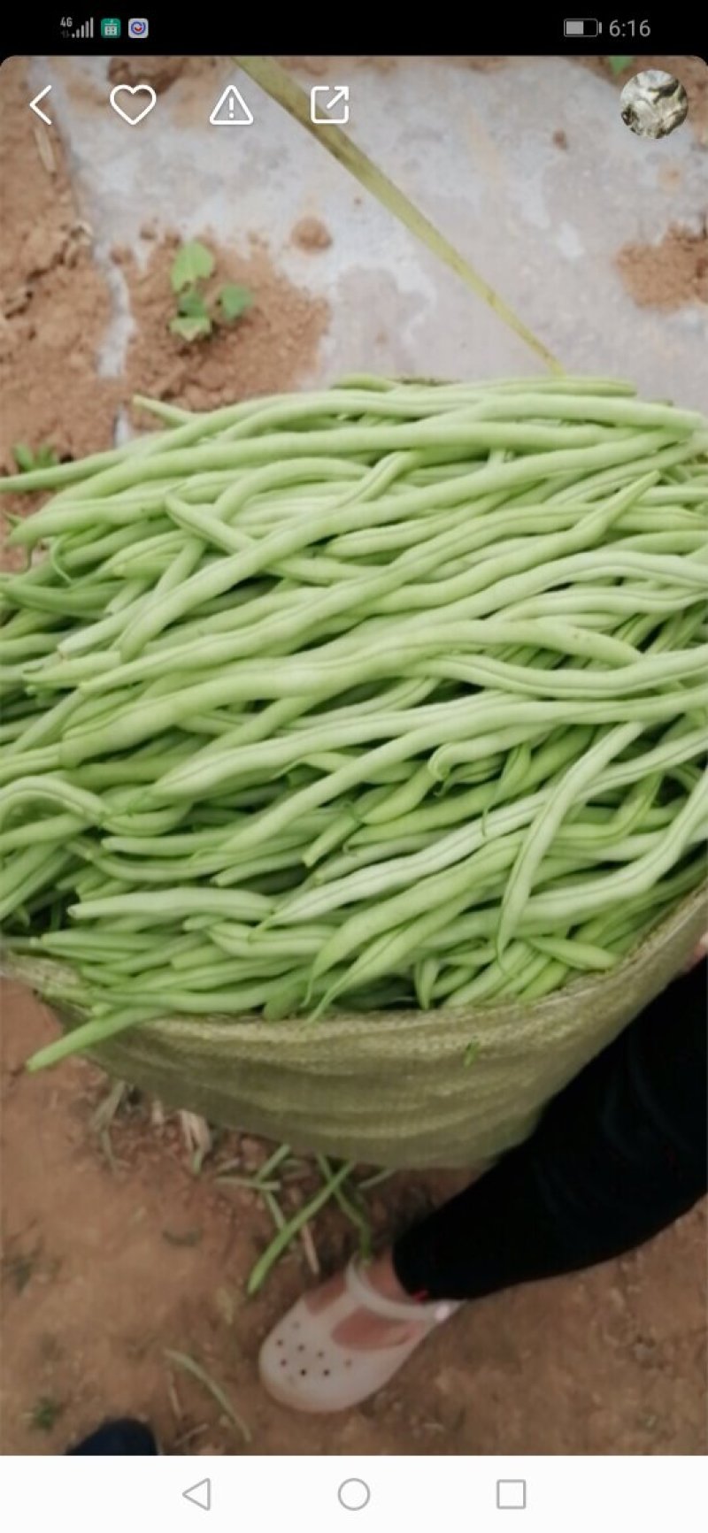 泰国豆 架豆王  无筋豆 无丝豆 超市专供