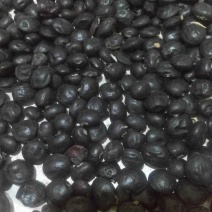 牛大力种子发芽率95%以上货到付款免费提供种植技术