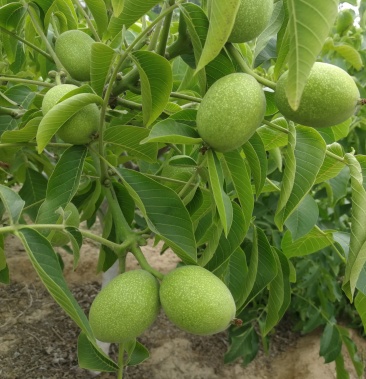 优质青皮香玲薄皮核桃有机肥无化肥4公分以上无黑斑口感好