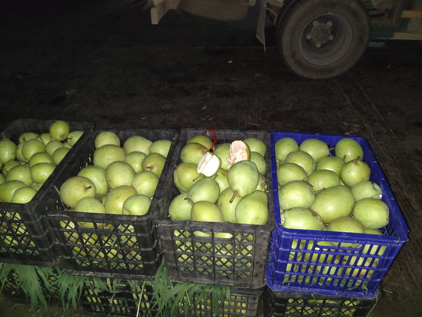 清晨时分,身穿浅蓝色工作服的果农在梯田式梨园中手工采摘成熟的印尼金花梨,使用的工具为专用剪刀和泡沫托盘,地面铺设防滑垫防止果实磕碰,背景可见冷链运输车正在装箱 印尼金花梨采摘现场