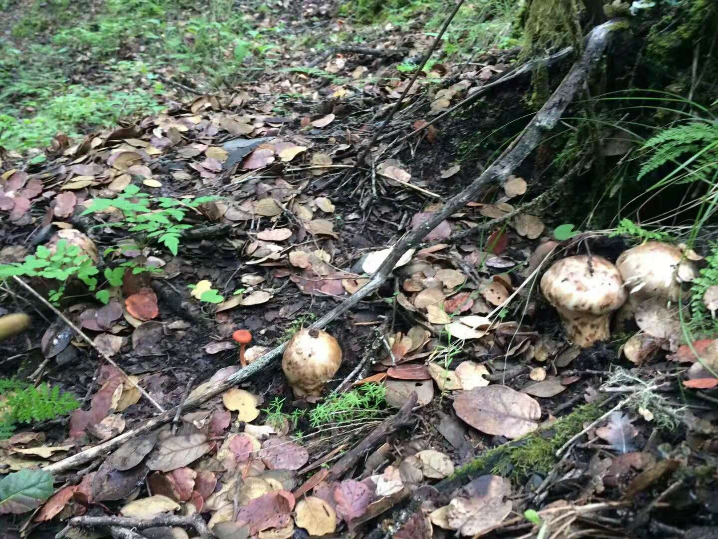 松茸生长环境