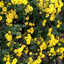 神农架野菊花