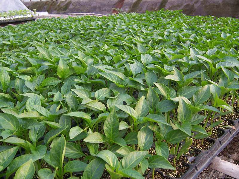 薄皮椒幼苗在育苗盘中生长良好 薄皮椒幼苗在育苗盘中生长良好