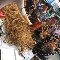 五指毛桃发家致富好项目，种植中药材五指毛桃苗是不错的选择