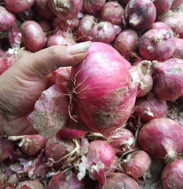 二红洋葱,八公分起步,基地货,冷库货都