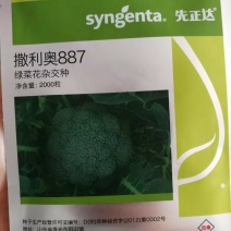 先正达撒利奥887，新一代杂交西兰花种子