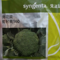 先正达撒利奥160，青花菜西兰花种子