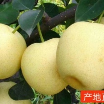 黄金梨山东黄金梨批发6两以上的大量低价热卖上市