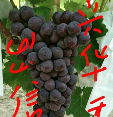 品种,兴华王葡萄,早熟,黑甜爽囗
