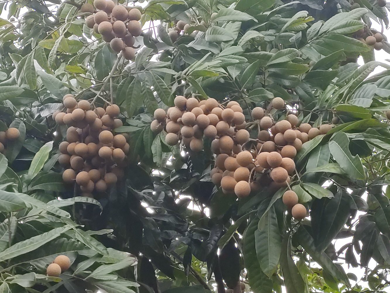 储良龙眼母树全景