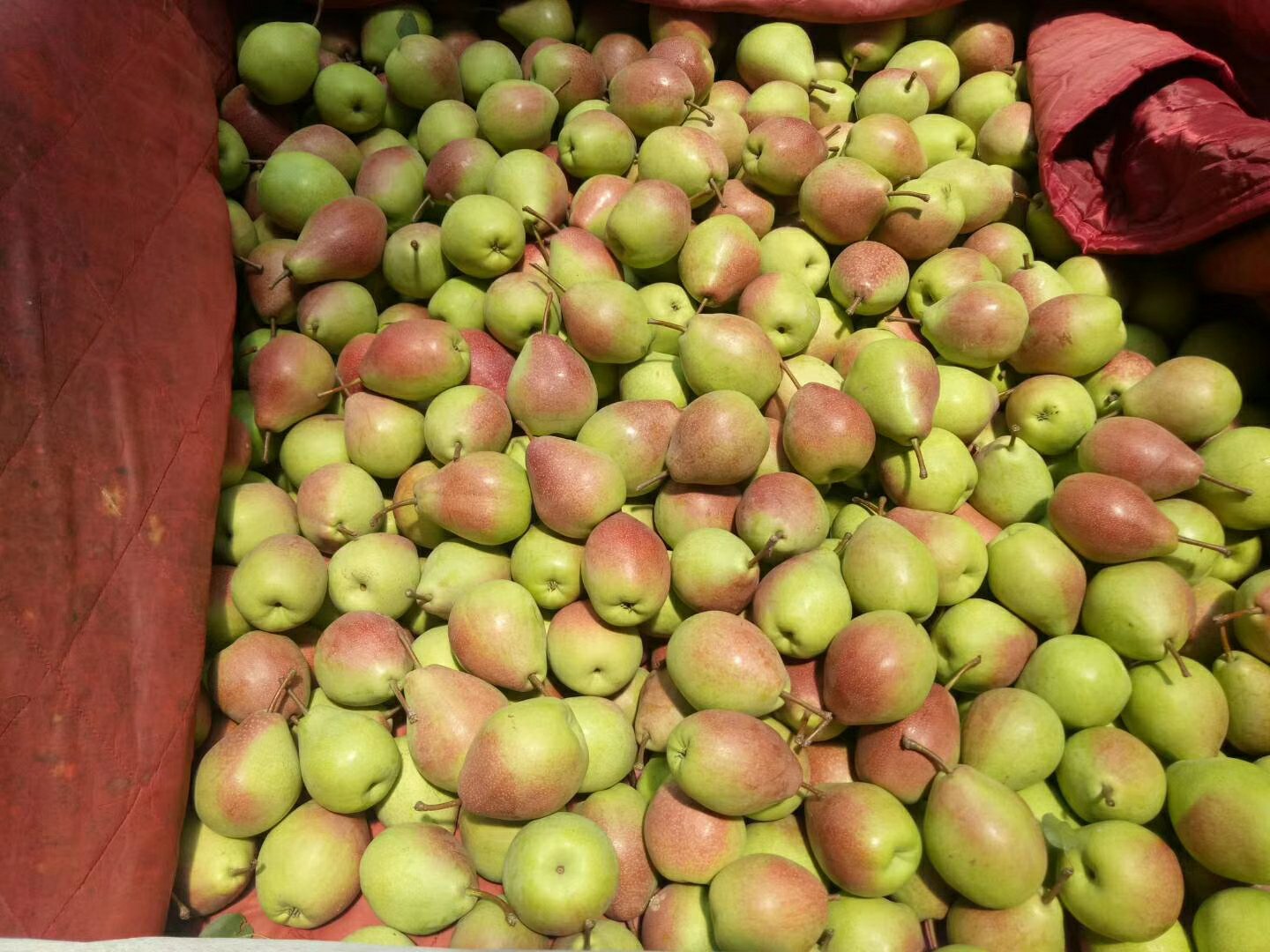 展示七月红梨的红润果皮与透明多汁的果肉,突出其视觉与口感特点 七月红梨特写展示其红润外皮与晶莹果肉