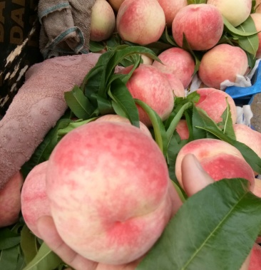 [桃批发]九宝大桃子价格1.50元/斤 - 一亩田