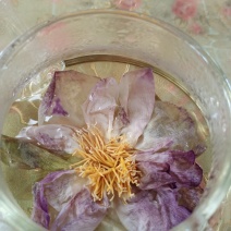 荷花茶整朵干荷花