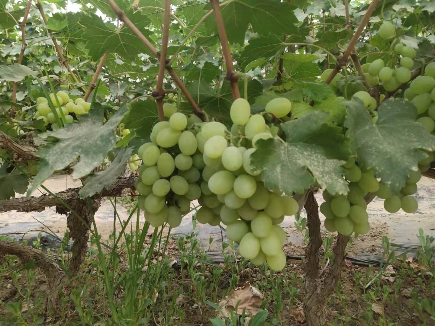 维多利亚葡萄成熟果穗特写