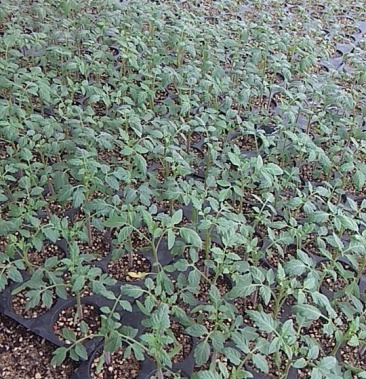 [圣女果苗批发]圣女果苗价格1.50元/株 - 一亩田