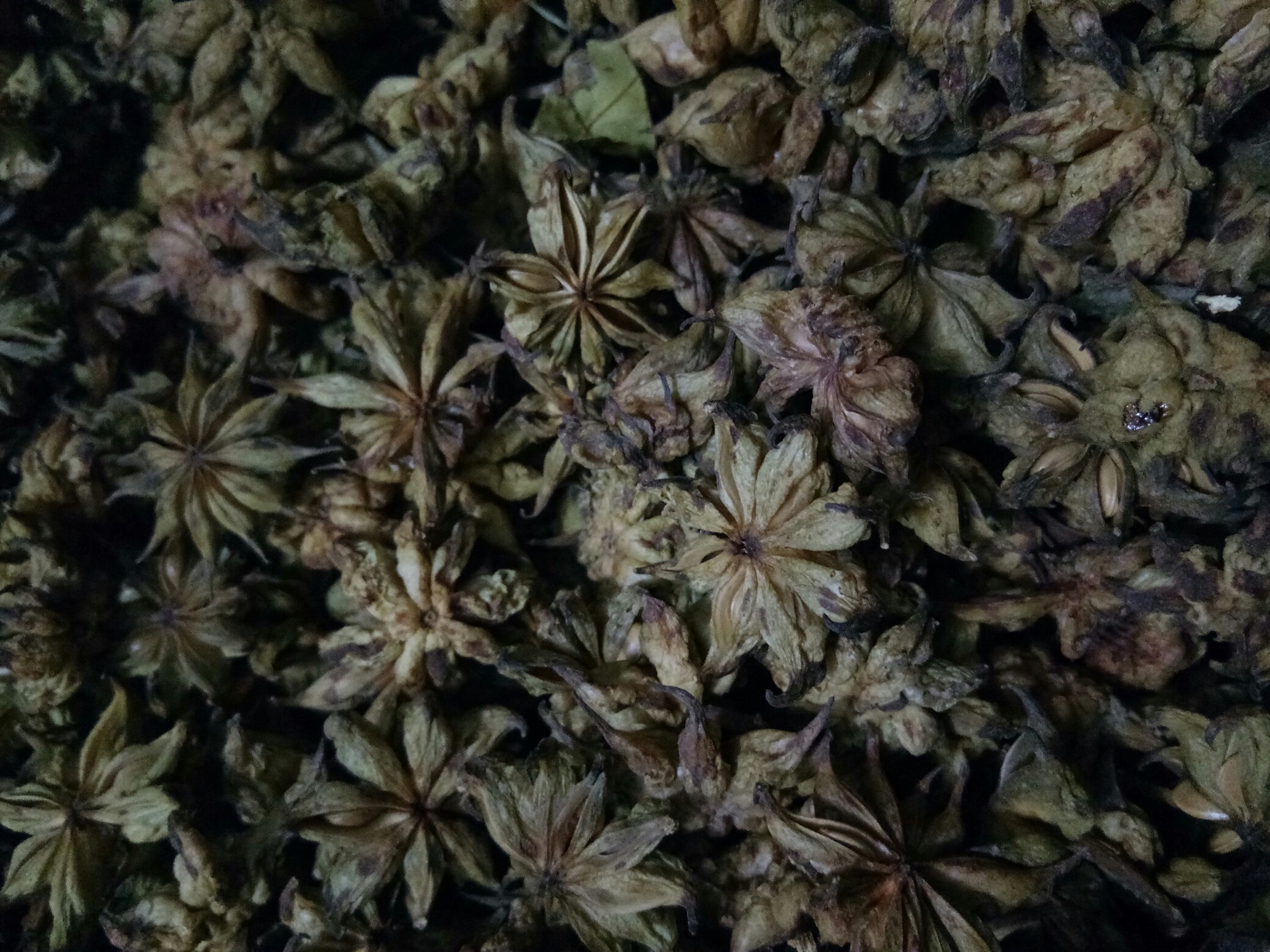 干燥的八角刺根切片,呈现内部结构和颜色特征 八角刺根切片图