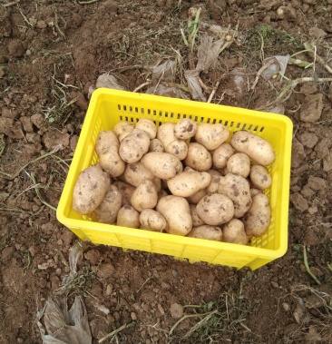 [红薯批发]冀张薯12价格0.71元/斤 - 一亩田