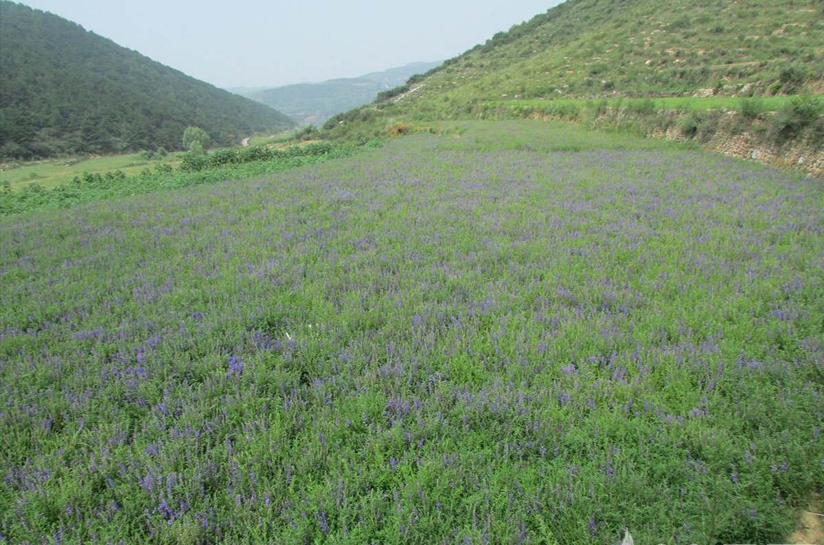 一片生长在山坡草地上的野生黄芩植株,茎秆直立,叶片对生,顶端开出密集的蓝紫色小花,形成明显的穗状花序,周围伴有其他野草,展现自然生态环境 野生黄芩花丛