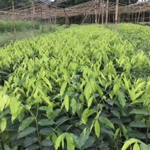 奇楠苗，基地直供，一手货源