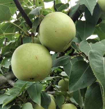 绿宝石梨纯露天果脆甜