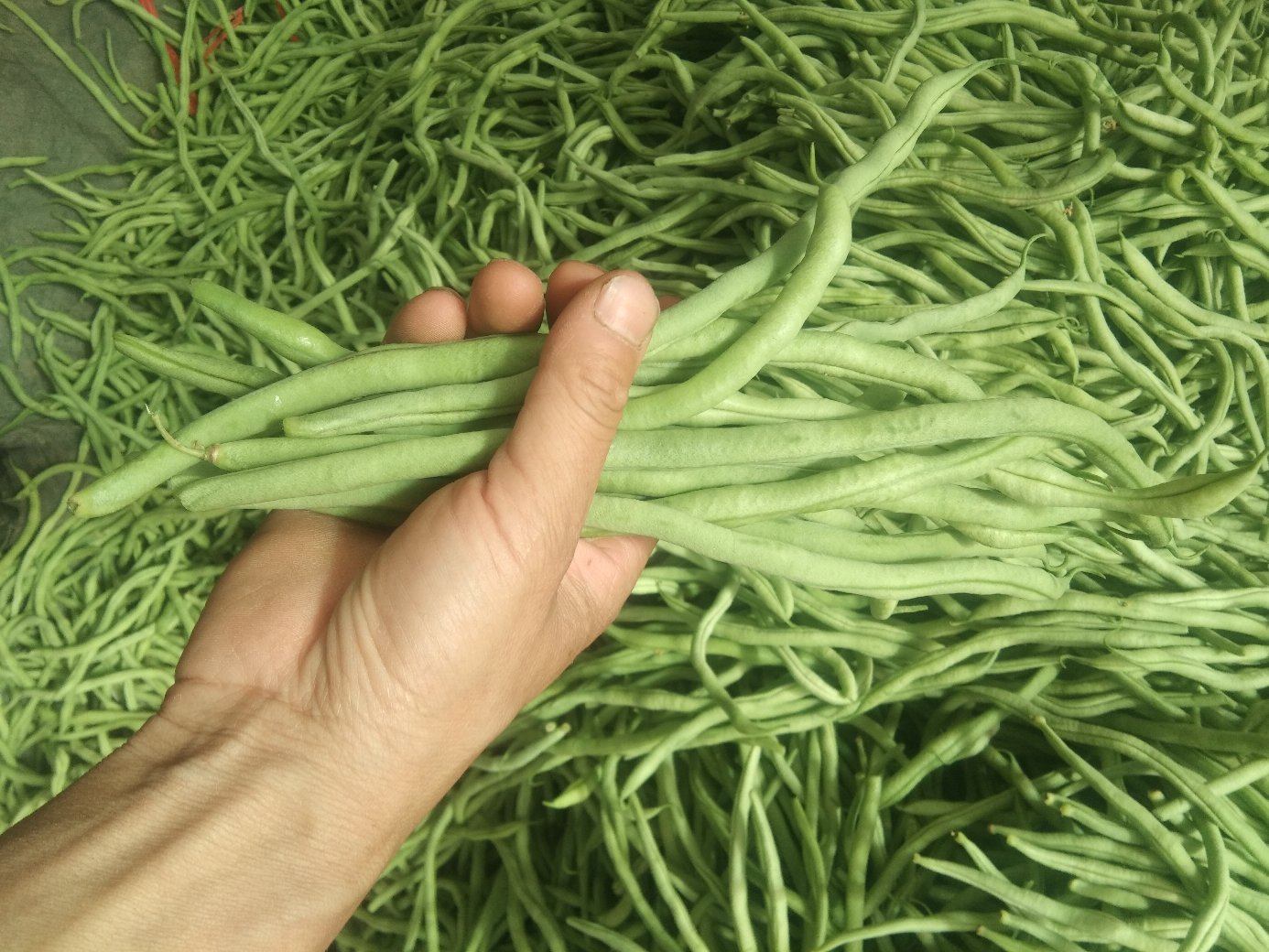 无筋豆与健康饮食理念结合图