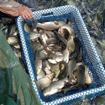 黄金鲫