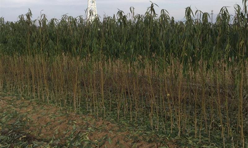 展示黄桃苗新品种基地的种植场景,整齐排列的幼苗,技术人员在进行田间管理 黄桃苗新品种基地实景图