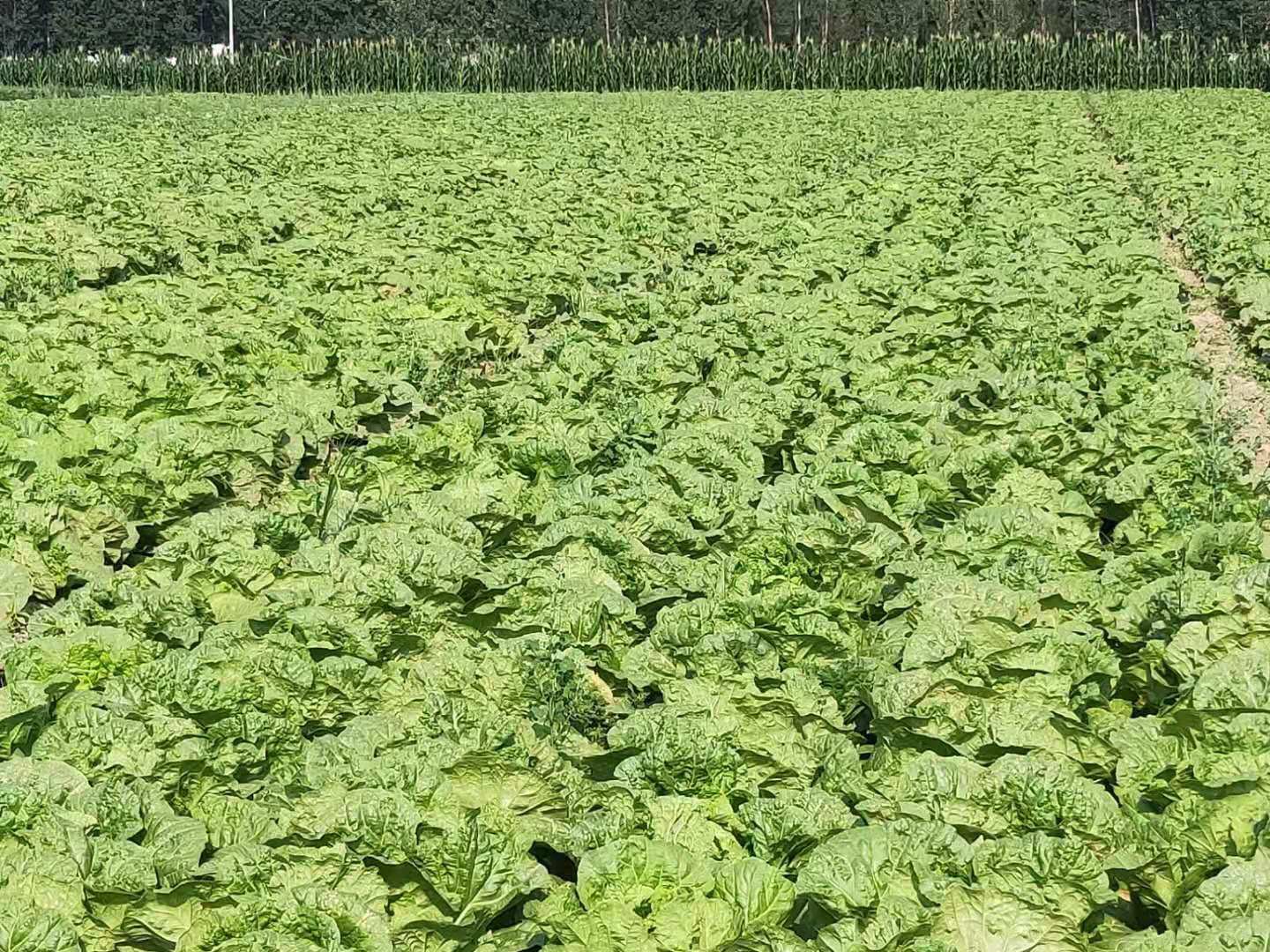 夏阳白菜新品种对比试验田
