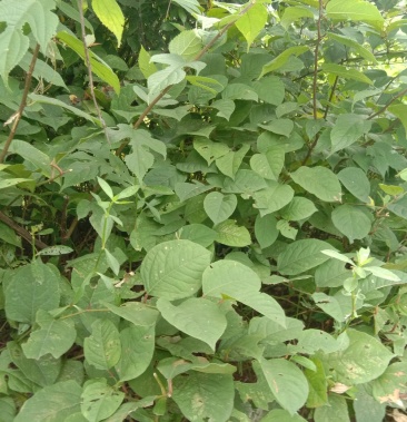 [虎杖批发]中草药虎杖价格12.00元/斤 - 一亩田