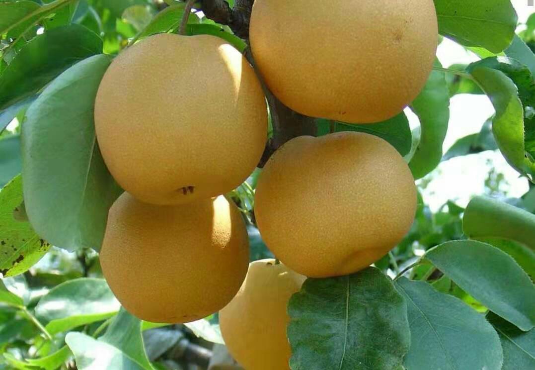 丰水梨果园全景