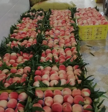 [桃批发]北京八号〈金鱼桃〉红密,北京七号,红不柔,正五,阿伯桃上价格