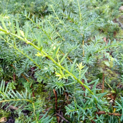 东北红豆杉树苗大树绿植花卉盆栽盆景植物室内好养东北红豆杉营养杯苗