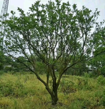 叢生香柚叢生香泡叢生香櫞胡柚椪柑橘子樹甜橙樹