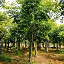 栾树黄山栾树指树挖树质量保证苗圃直供手续齐全