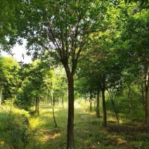 杜英3米杀头发帽移植苗圃货湖南益阳绿青苗木