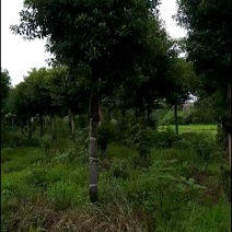 杜英苗圃直供切杆发帽15-20湖南益阳绿青苗木