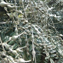 山豆根种子