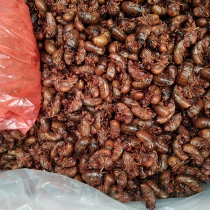 金蝉知了猴野生2024新货小金蝉蛹小竹蝉知嘎知了猴爬叉一斤有200多只