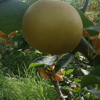 贵州黄花梨产地行情