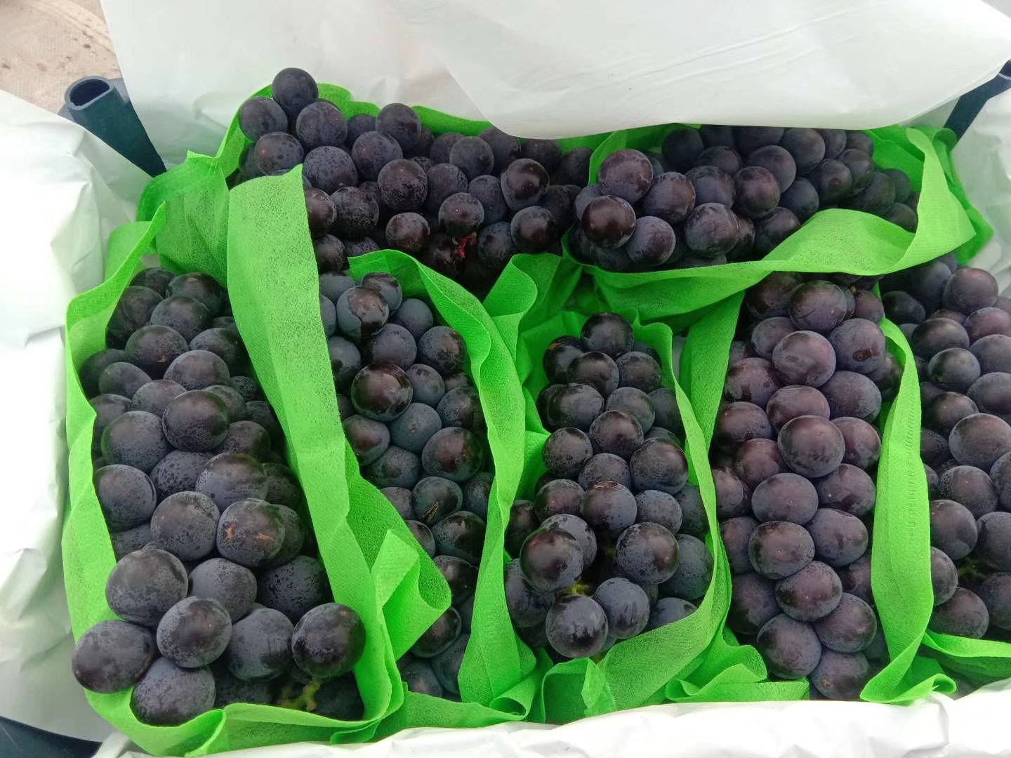 一组精美的户太十号葡萄礼盒陈列在木质桌面上,礼盒采用红色高档纸盒配透明视窗,内衬海绵固定果穗,标签标注‘户太十号·精品鲜食葡萄’,旁边配有品牌LOGO和二维码溯源信息,体现高端品牌形象 户太十号葡萄礼盒包装展示