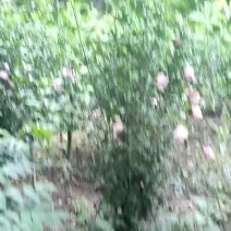 木槿