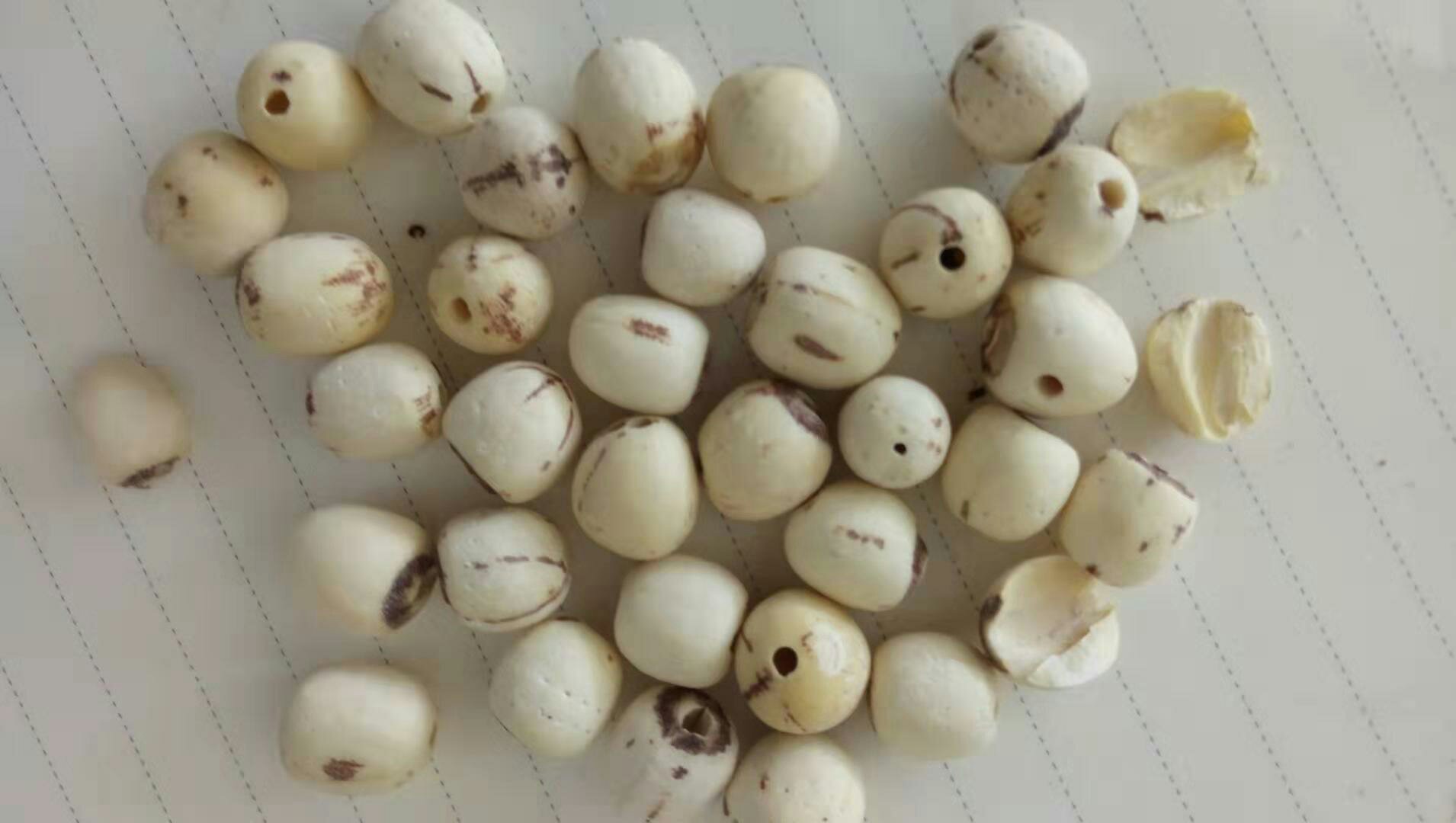 莲子实物展示