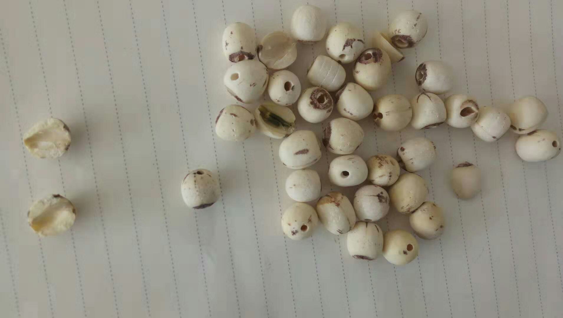 白莲子对比图