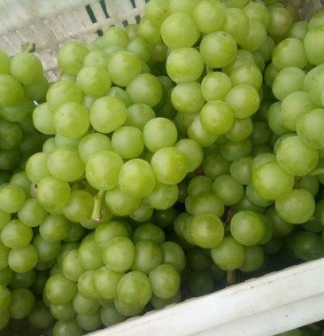 [葡萄批发]青无核(8611)罐头厂专用价格便宜大量出货中价格1.