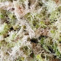 水苔